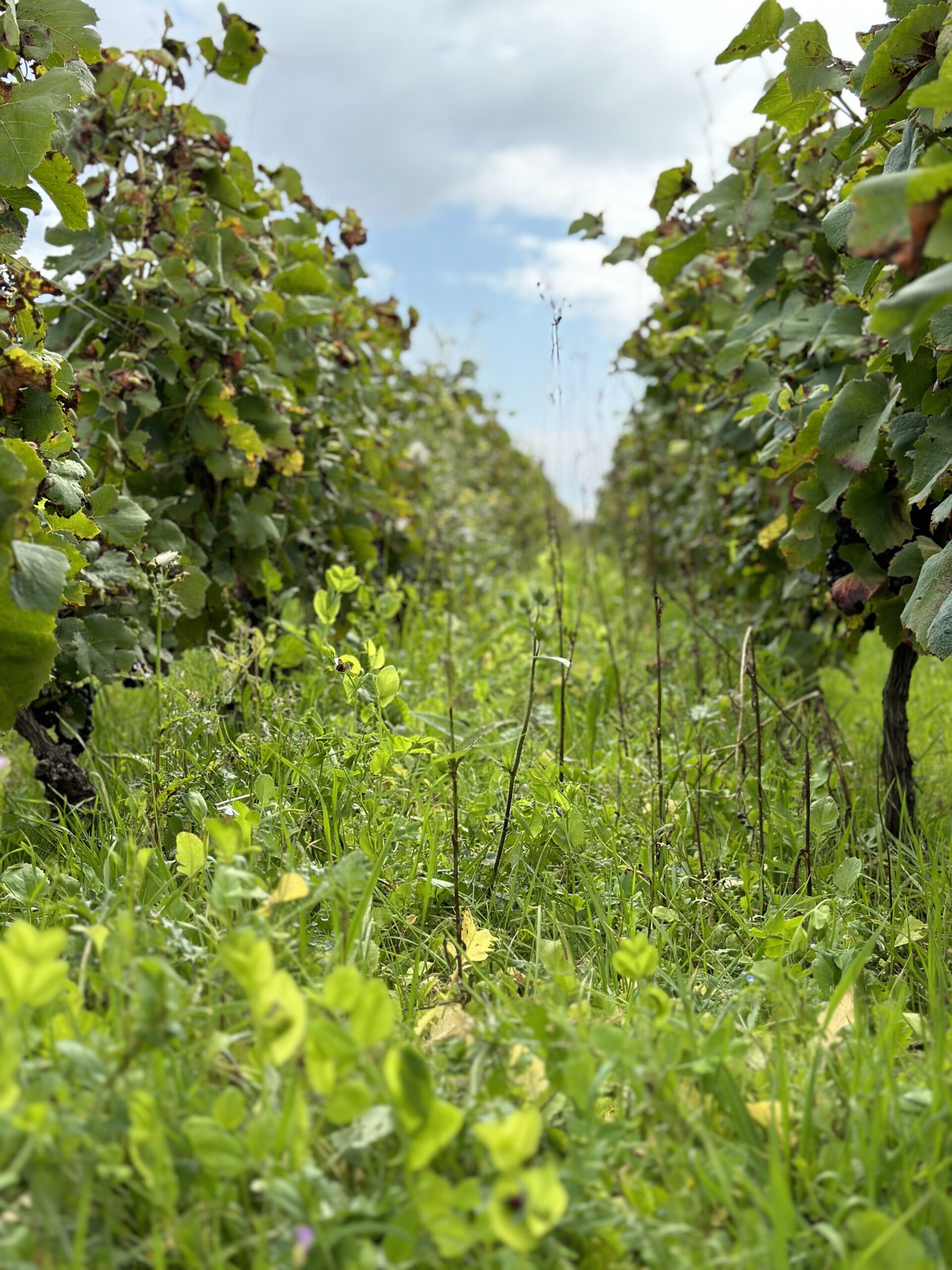 Biological vineyard Bruno Dangin